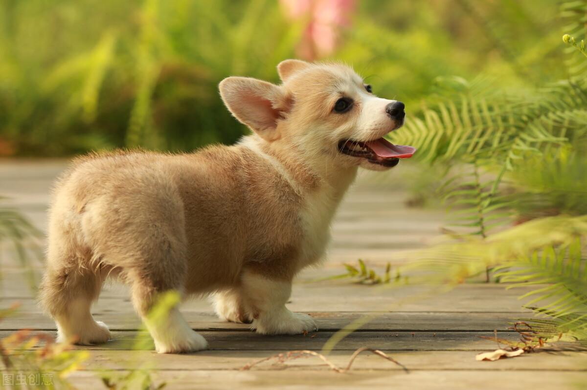 泰迪小型犬多少钱(最受欢迎的7种小型犬)