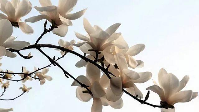 观音莲的花语，观音菩萨与莲花的寓意（守护你的小幸福）