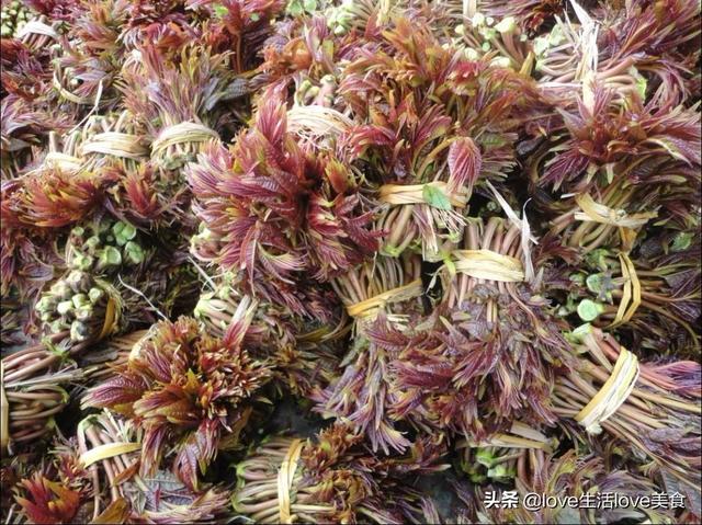 夏天的香椿嫩芽可以吃吗，夏天香椿树上的嫩芽能吃吗（我们家都这样将香椿芽保鲜）