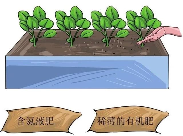 三色堇什么时候开花，三色堇在什么季节开花（这样栽培三色堇才能“情深色浓意绵长”）