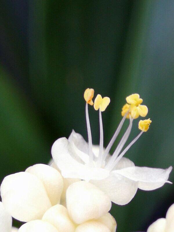 杜若花的花语，古诗杜若是什么花（杜若～花开如蝶）