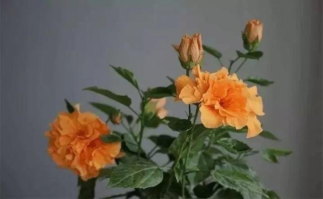 SuSu:一起种草莓来吗，微信头像，SuSu:一起种草莓来吗?【杂图】（花芽蹭蹭长满盆）