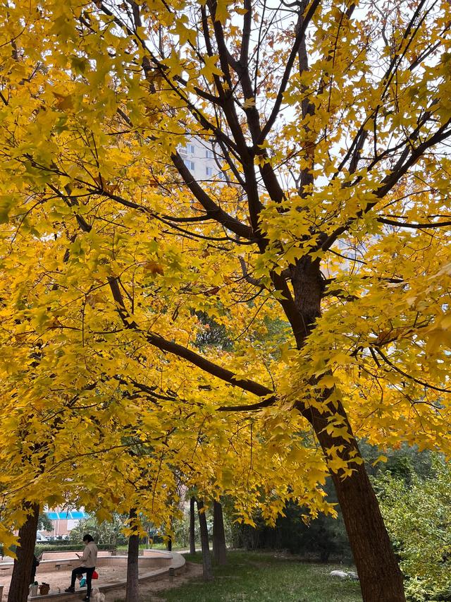 小区里的景色，小区里的景色真美呀（秋天里的小区美景图片）