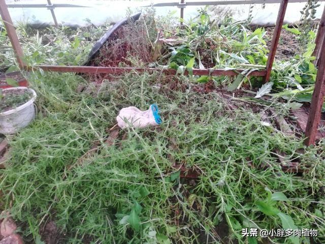 枝干番杏的简介-枝干番杏的养殖方法，枝干番杏的花期（<三>传说中的五平方枝干番杏）