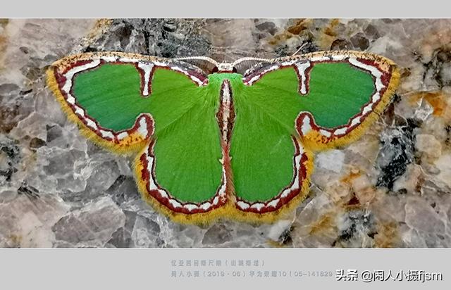 蝴蝶和蛾子的区别，怎样区分蝴蝶和蛾子（你留意过或是拍摄过蛾子图片吗）
