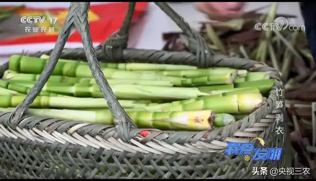 竹笋怎么剥皮，新鲜竹笋怎么剥皮详细图解（有了“王万能”发明的神器）