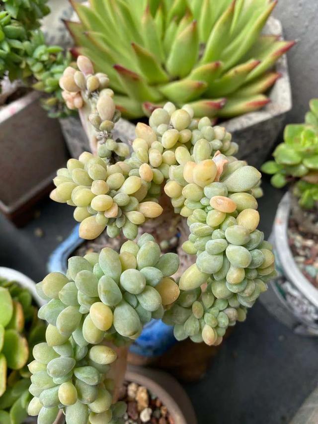 多肉十大美人系列，十大漂亮多肉（盘点盘点多肉界的“美人”们）