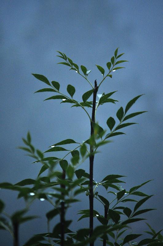 关于秋雨的优美散文，关于秋雨的散文随笔（散文：秋雨浅殇）