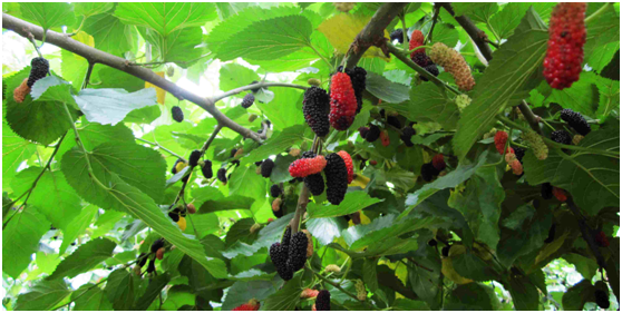 湖南有哪些特色水果，湖南人最全山里野果子