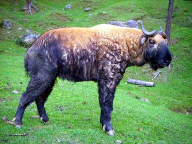 牛怎么叫，牛怎么叫英语（这些怪物世界上全都有）