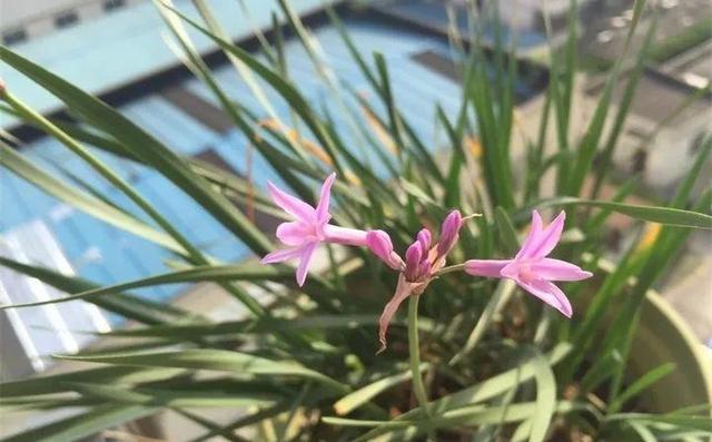 SuSu:一起种草莓来吗，微信头像，SuSu:一起种草莓来吗?【杂图】（花芽蹭蹭长满盆）