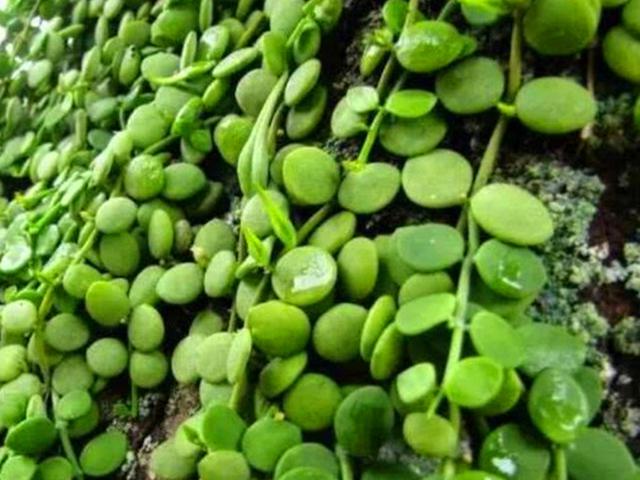 百万心吊兰的养殖方法和注意事项，千万心吊兰的养殖方法（除了注意浇水和施肥）