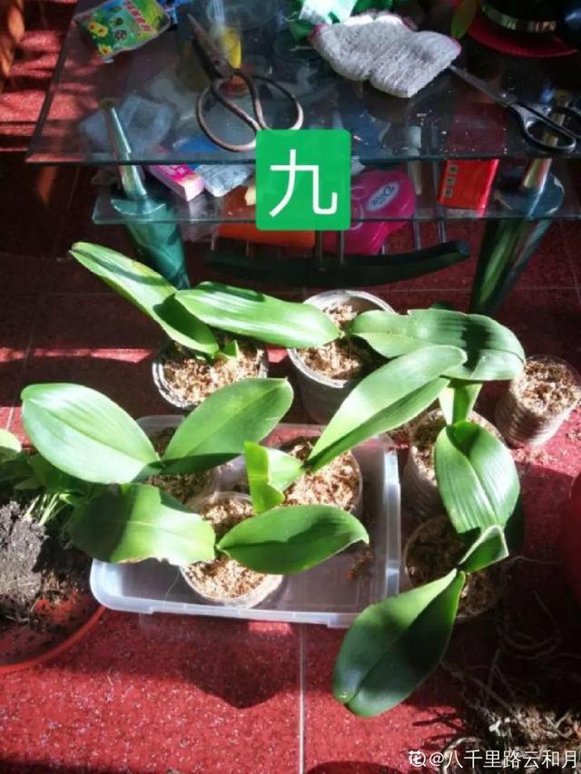 蝴蝶兰的养殖方法和注意事项，蝴蝶兰的养殖方法及注意事项大全（蝴蝶兰想养好很容易）