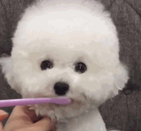 养狗需要做哪些方面的准备，养狗之前需要准备什么（养狗狗所需的“物品清单”）