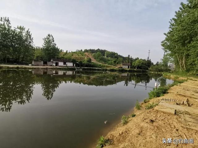 钓鱼为什么禁止用丁香，一斤白酒泡多少丁香钓鲫鱼（一款简单又好用的钓鱼药酒就诞生了）