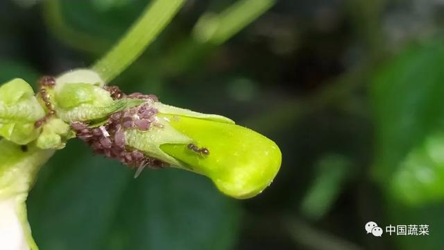 蛇形豆角是什么样子的，蛇豆角图片大全（豇豆不让人省心）