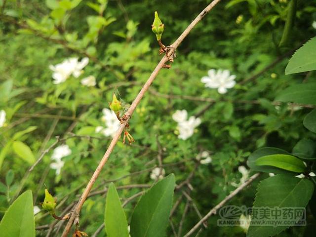 连翘图片大全高清图片，连翘图片高清图片（连翘图片大全大图）