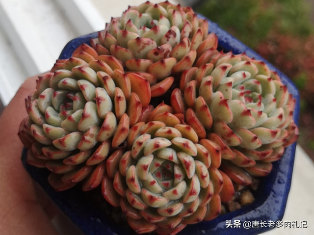 多肉颗粒土有哪些，其实珍珠岩并不好