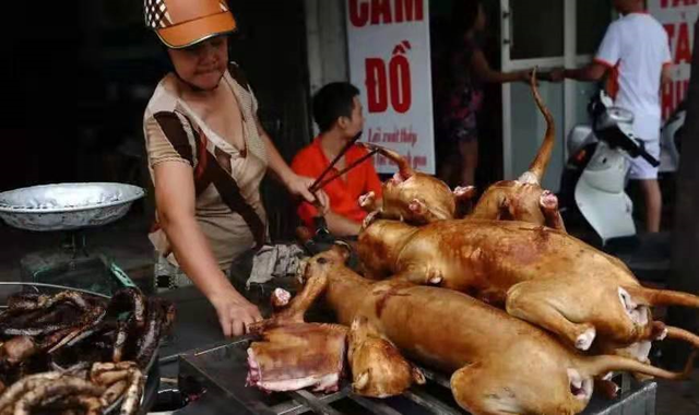 猫肉能吃吗，猫肉能吃吗,有什么禁忌（李时珍说猫肉不佳）