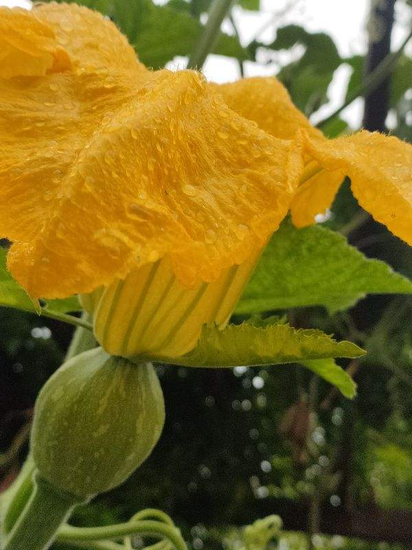 凉性水果和蔬菜有哪些，凉性水果和蔬菜一览表（吃这6种蔬果特养人）