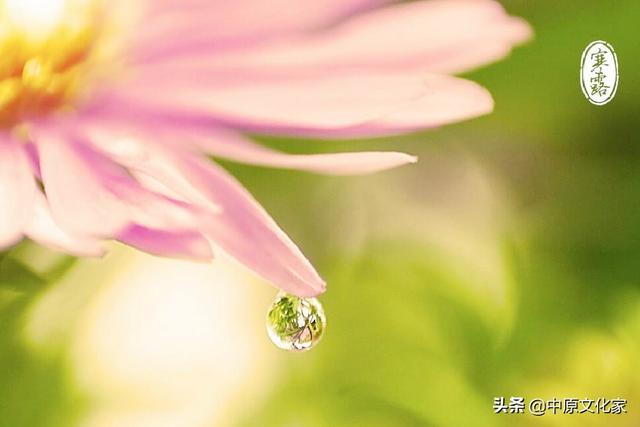 寒露是什么意思，带你了解寒露的由来（寒露时节的气候变化有何特征）