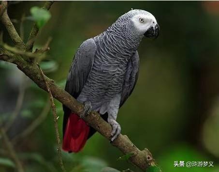 农村常见的鸟50种，绝大部分的人说不出名字的28种常见鸟
