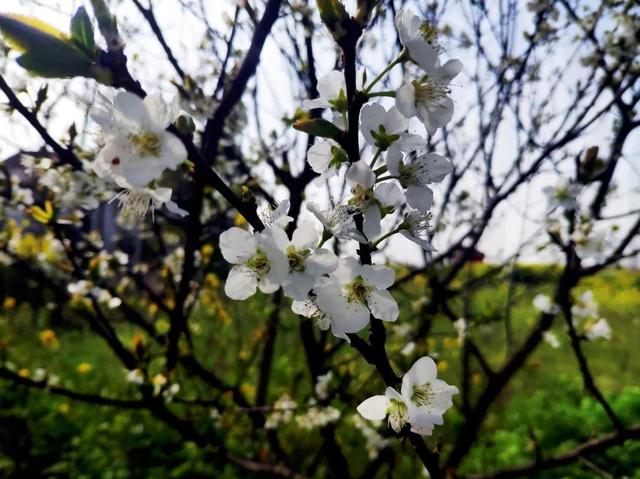 花柄花梗茎的区别，花梗和花茎的区别（一树一树的花花花花花花开）
