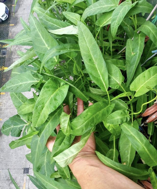 空心菜种植时间和方法，白梗空心菜种植时间和方法（4月吃到10月味道赞）