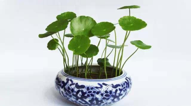 每个属相的招财花，十二属相的招财花（你的生肖养什么植物最旺你）