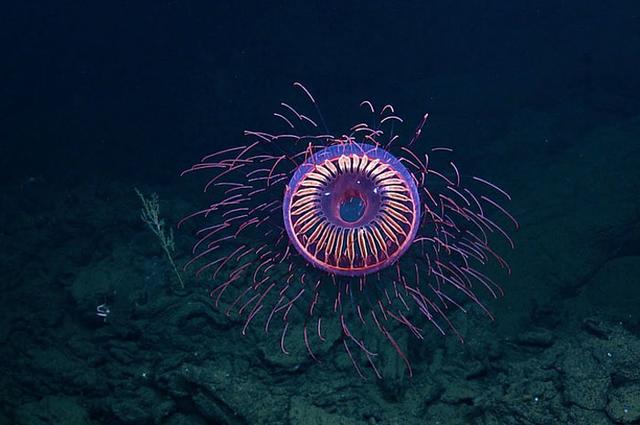 海洋生物有多少种，海洋里的生物有多少种（也许你看了也会和我一样吃惊）