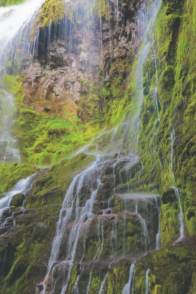 青苔和苔藓的区别图片，青苔怎么养才茂盛（上岸后，就傻傻不再进化的苔藓）