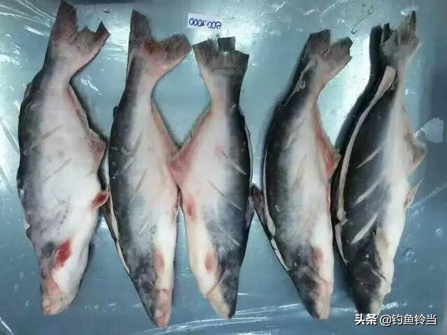 龙利鱼产地是什么地方，龙利鱼产地中国哪里（如何钓经济价值高的巴沙鱼）