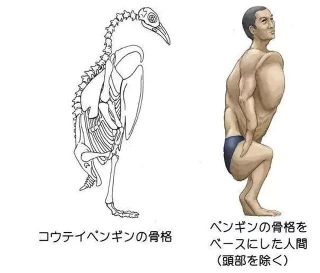 养雪鸮犯法吗，宠物雪貂多少钱一只（猫头鹰的构造原来这么奇葩）