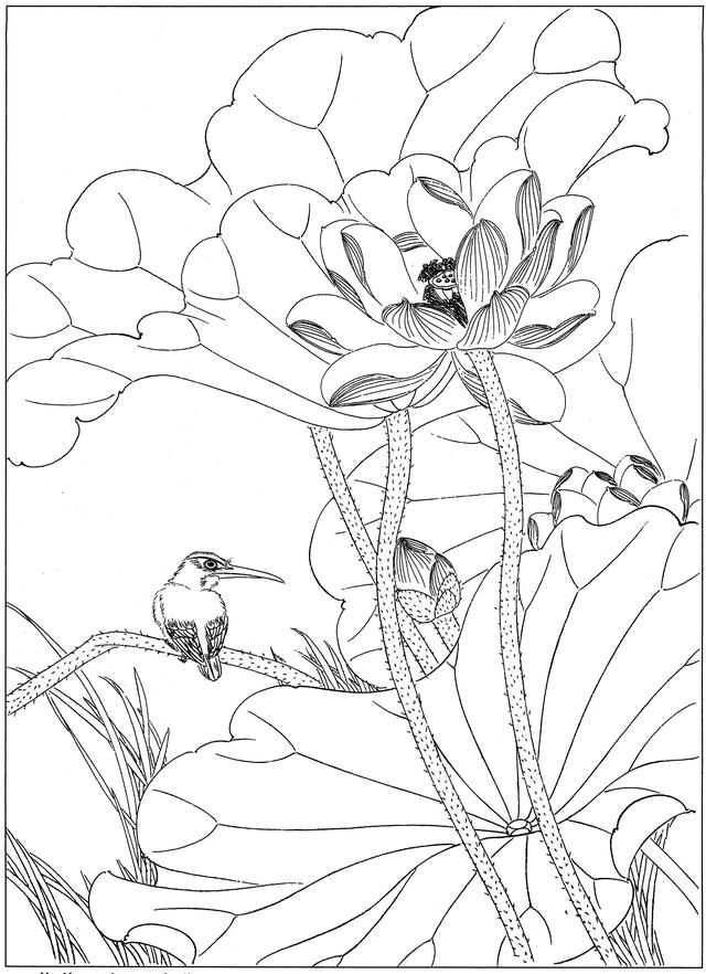 工笔荷花白描，高清工笔荷花白描 110幅