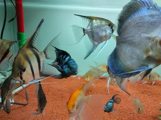 鹦鹉鱼可以跟什么鱼混养，什么鱼可以与鹦鹉鱼混养（迷你鹦鹉鱼能和什么鱼混养）