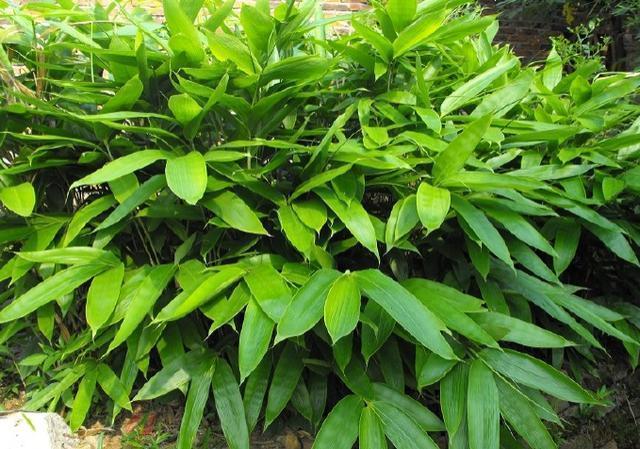 包粽子的叶子是什么植物的叶子，粽子叶是什么植物的叶子（端午百科：年年吃粽子）