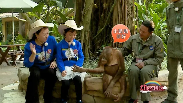 猩猩、狒狒和猴子的区别，狒狒和猩猩谁是猴科动物（是猿是猴，傻傻分不清楚）