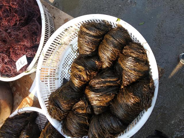 如何调制海麻线饺子馅，如何调制海麻线饺子馅儿（海边人心中的“开春第一鲜”）