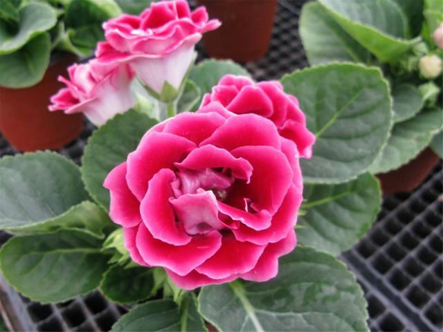 大岩桐如何养长得旺盛，大岩桐好不好养（如何养才能开花又多又鲜艳呢）