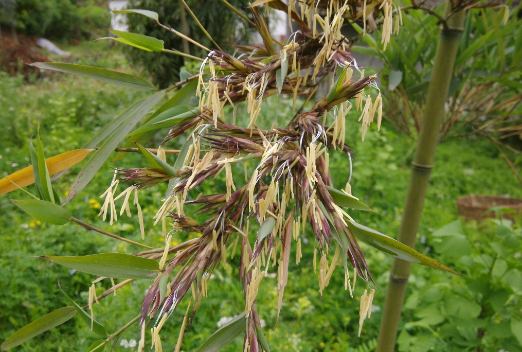 节节高竹炭（竹子开花是）