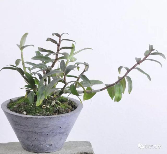 石斛兰风水摆放禁忌，石斛兰适合放在卧室吗（室内石斛盆栽摆放的风水禁忌）