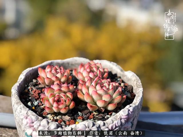 很丧很失望——低眉.，皱着眉头哭丧（陪你度过寒冷的圣诞平安夜图片）