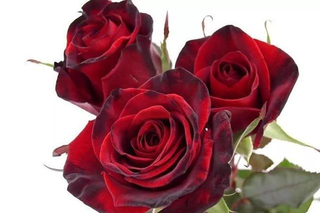 各种玫瑰花的含义，各色的玫瑰花有什么含意（一篇文章认全花店必备80种玫瑰花）