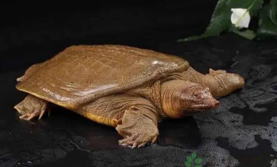 甲鱼是一种什么样的生物?