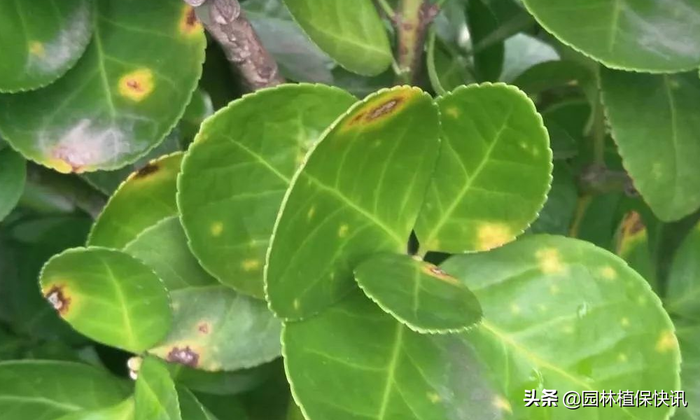 大叶黄杨白粉病，大叶黄杨病害怎样防治（大叶黄杨常见病害防治）