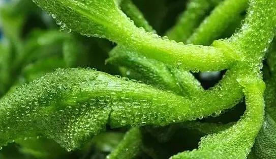 低脂凉拌冰草，吃过冰草吗？凉拌冰草超爽口