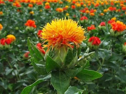 红花的药用部位是,红花是一种什么样的植物 - 玉三网