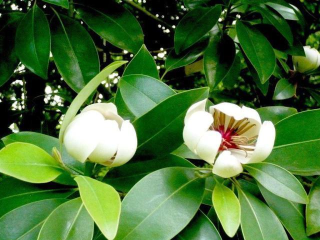 国家一级保护植物的名单，国家一级保护植物简介（植物世界丨国家一级重点保护野生植物名录）