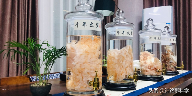 太岁是什么东西，太岁是什么东西图片（捡到的太岁为何还能继续生长）