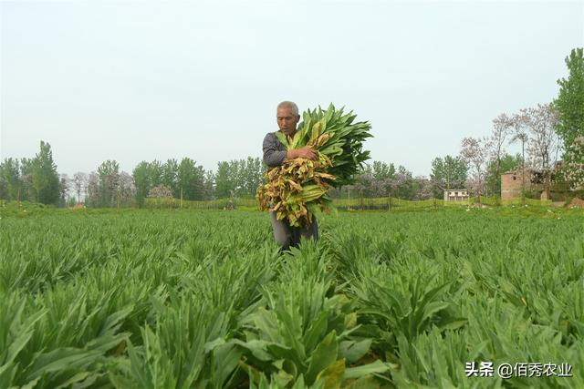 贡菜是莴笋做的吗，贡菜是不是莴笋做的（农村有种作物被称为“贡菜”）